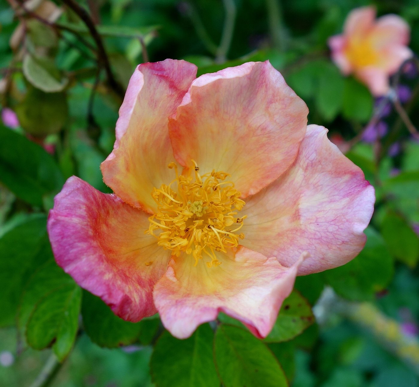 Hoa hồng (Rosa spp.)