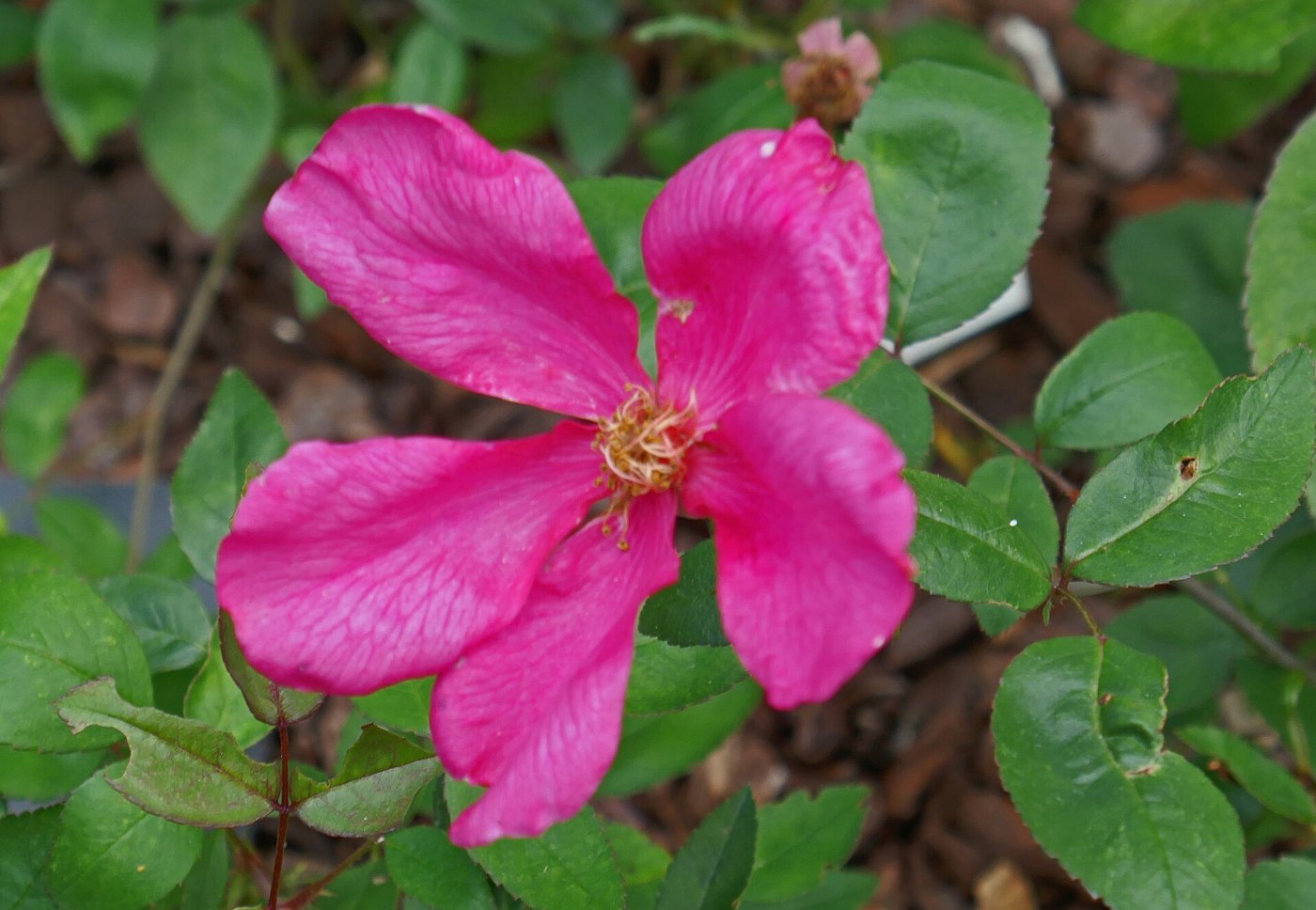 Hoa hồng (Rosa spp.)