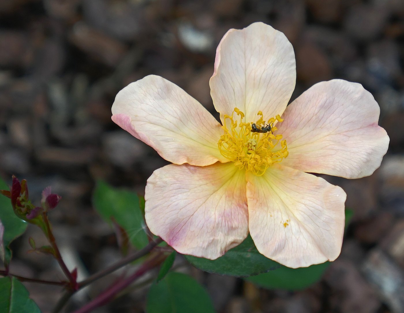 Hoa hồng (Rosa spp.)