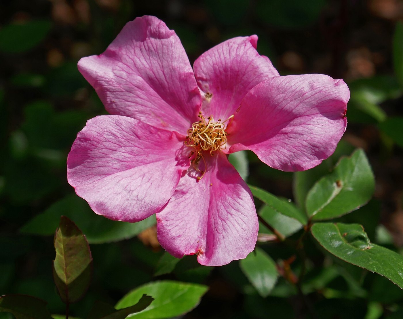 Hoa hồng (Rosa spp.)