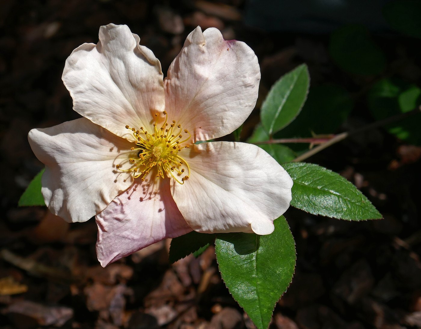 Hoa hồng (Rosa spp.)