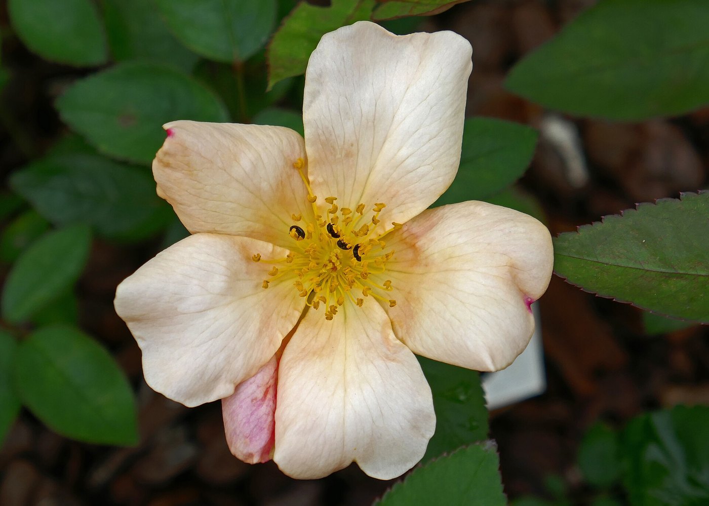 Hoa hồng (Rosa spp.)