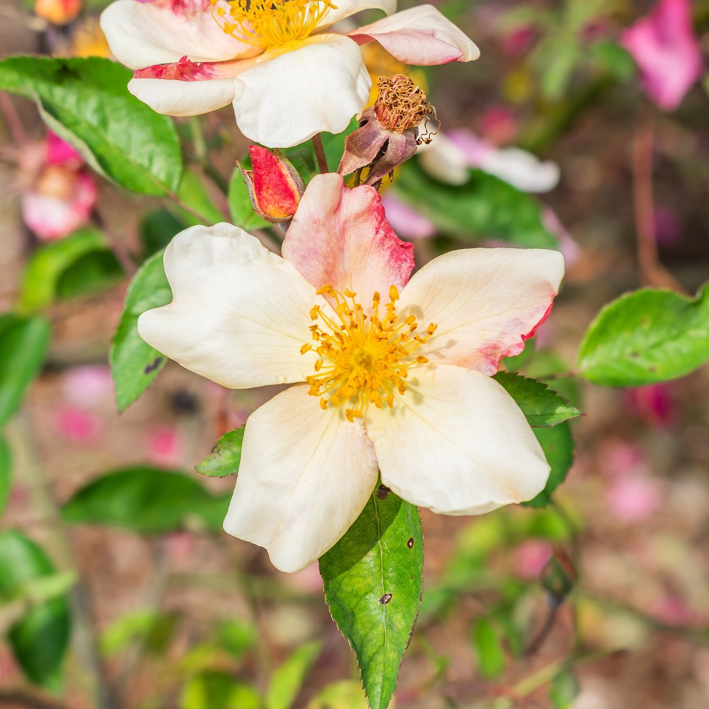 Hoa hồng (Rosa spp.)
