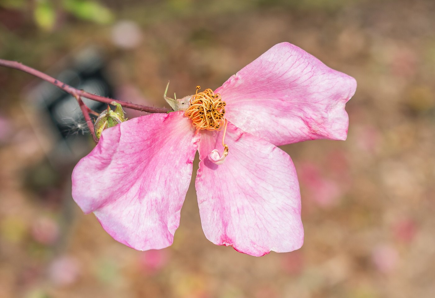 Hoa hồng (Rosa spp.)