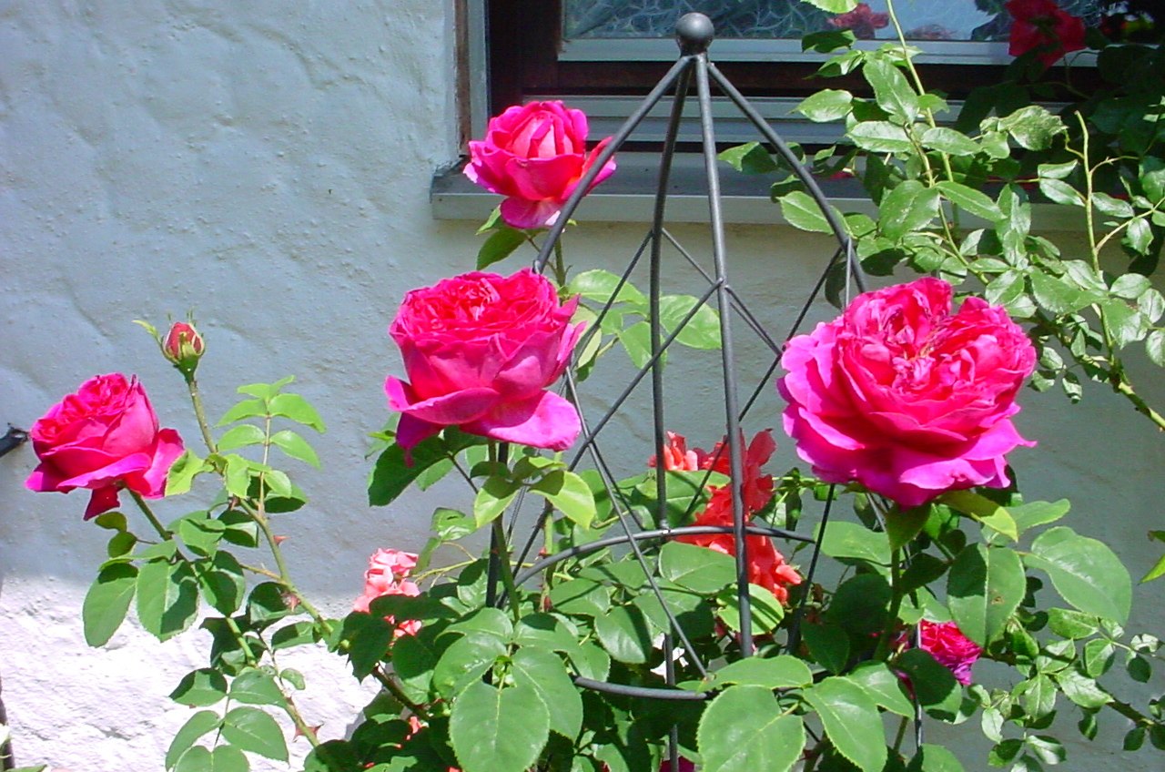 Hoa hồng (Rosa spp.)