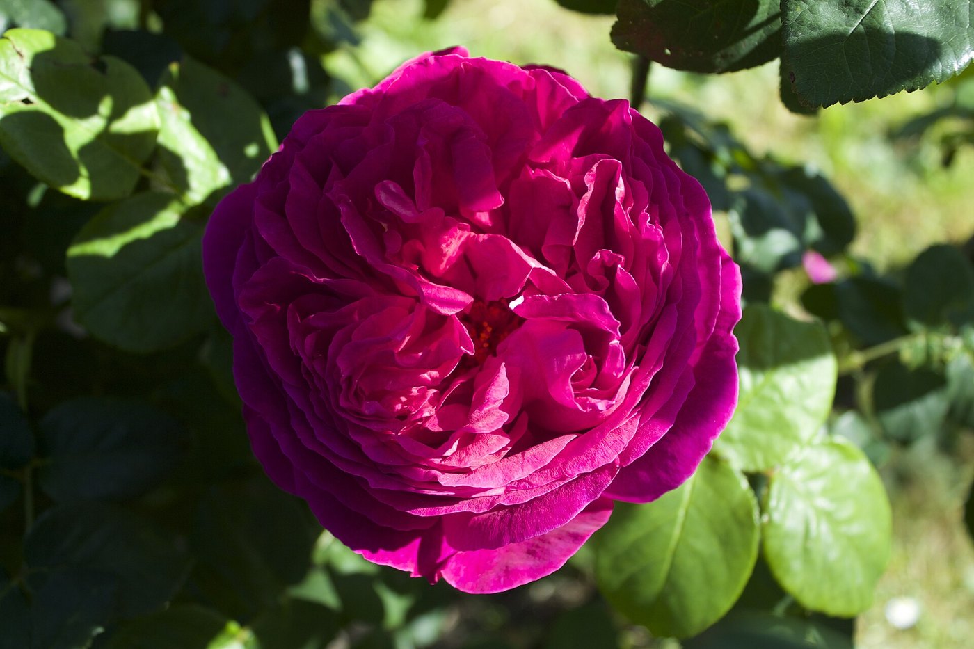Hoa hồng (Rosa spp.)