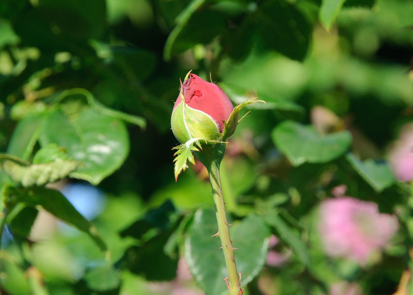 Hoa hồng (Rosa spp.)