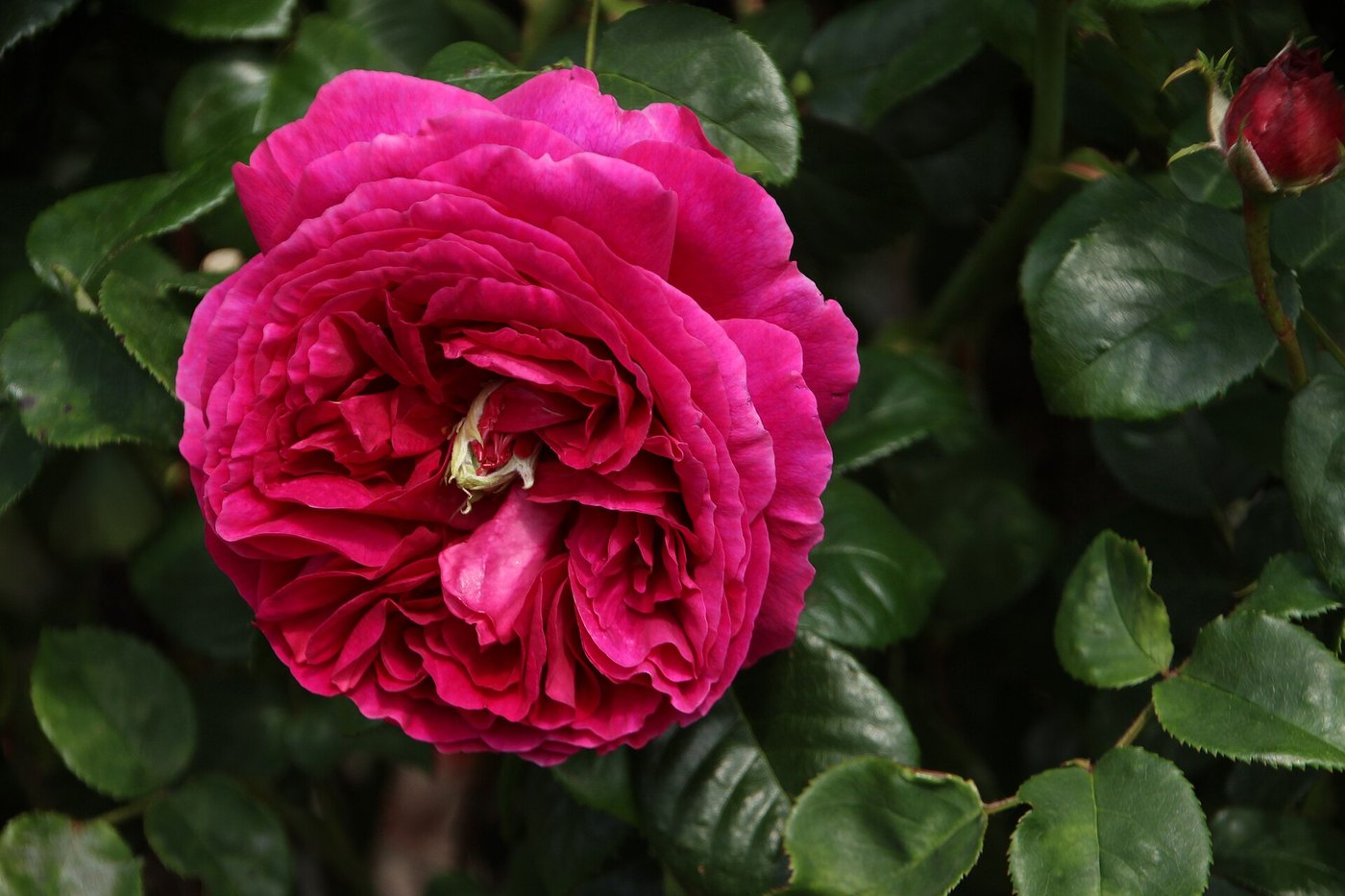 Hoa hồng (Rosa spp.)