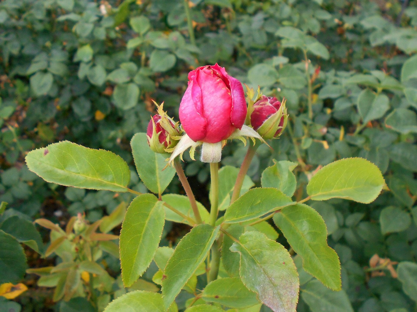 Hoa hồng (Rosa spp.)
