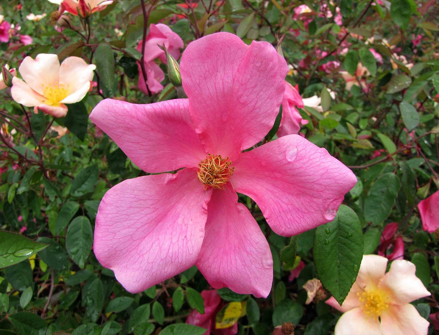 Hoa hồng (Rosa spp.)