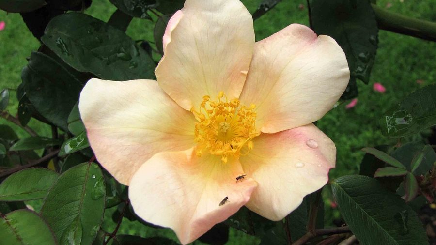 Cách trồng hoa hồng từ hạt