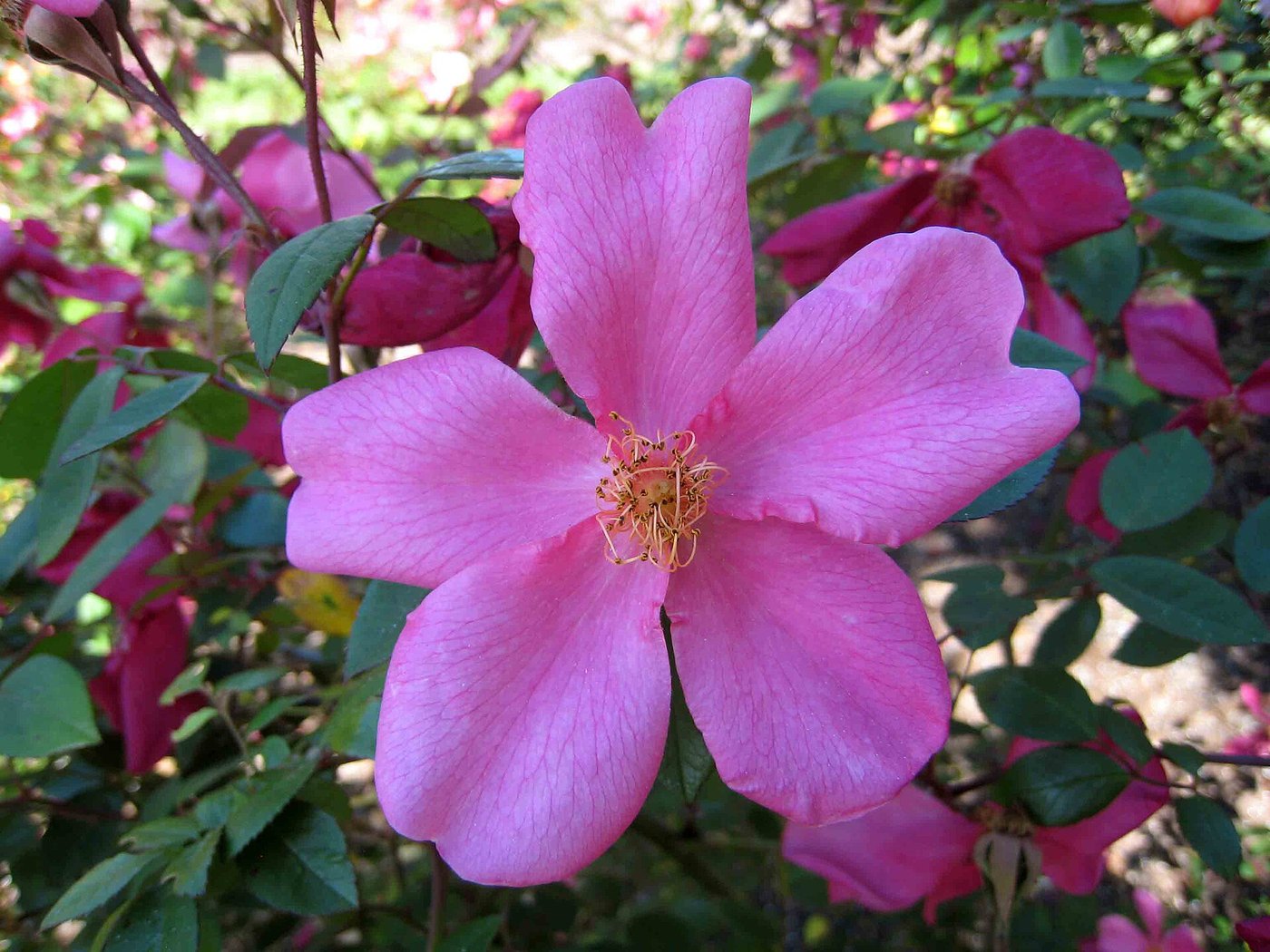 Hoa hồng (Rosa spp.)