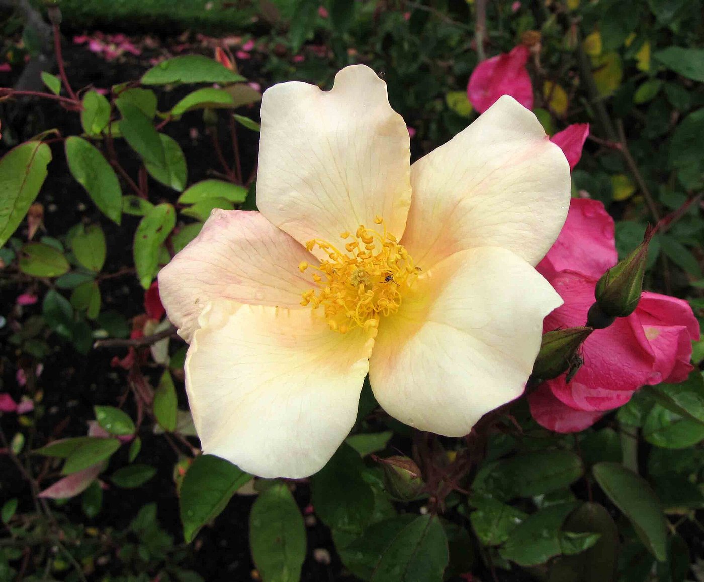 Hoa hồng (Rosa spp.)