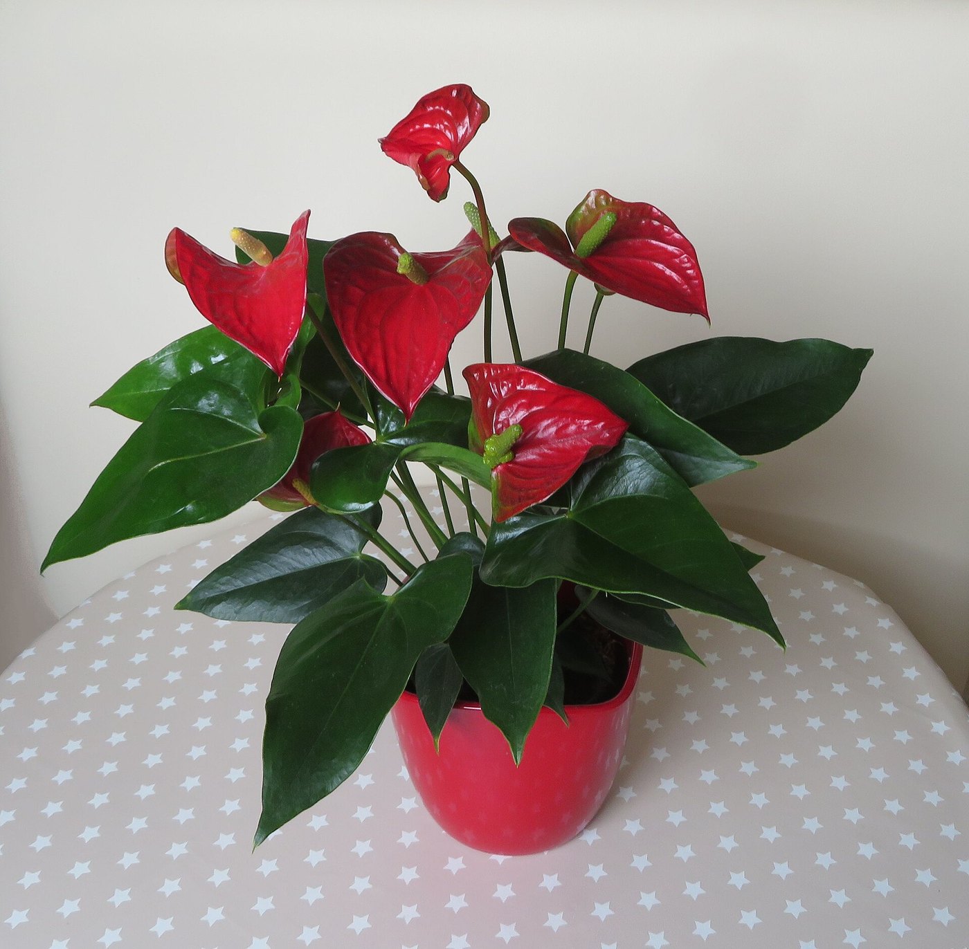 Hồng môn (Anthurium andraeanum)