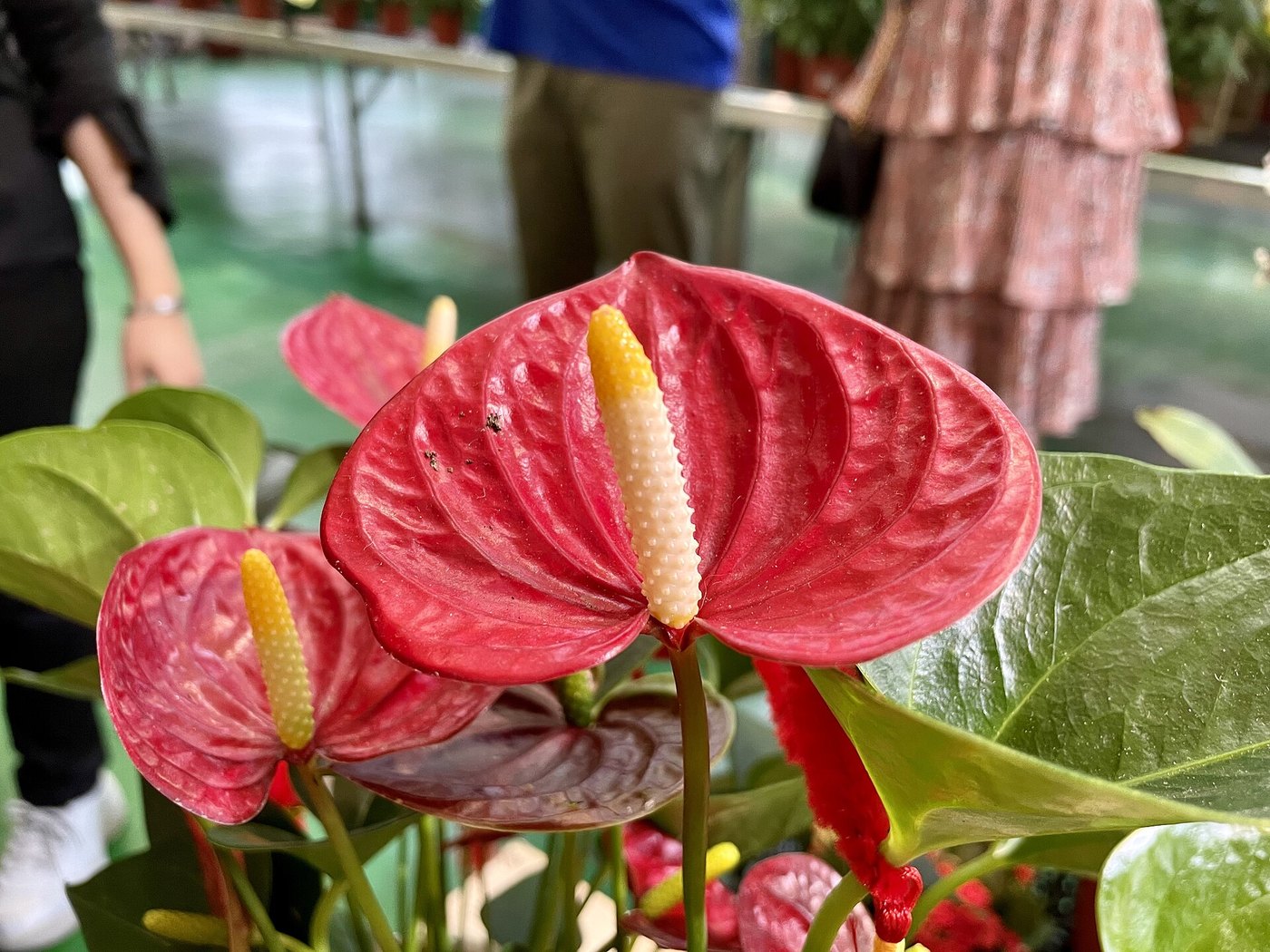 Hồng môn (Anthurium andraeanum)