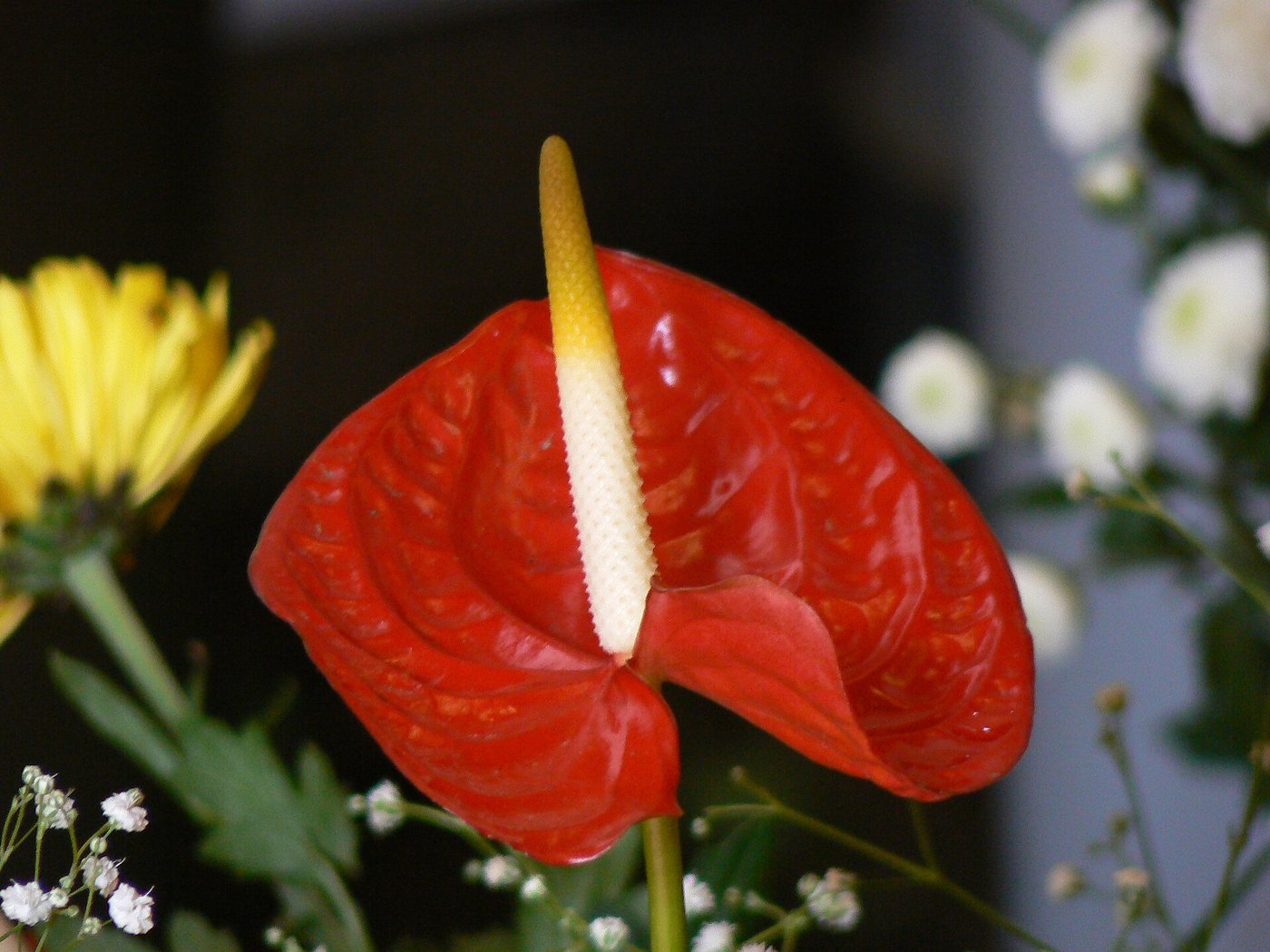 Hồng môn (Anthurium andraeanum)