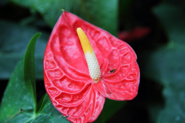 Hồng môn (Anthurium andraeanum)