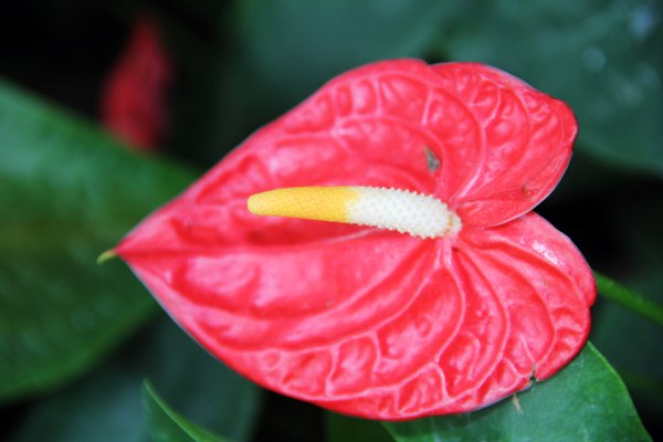 Hồng môn (Anthurium andraeanum)