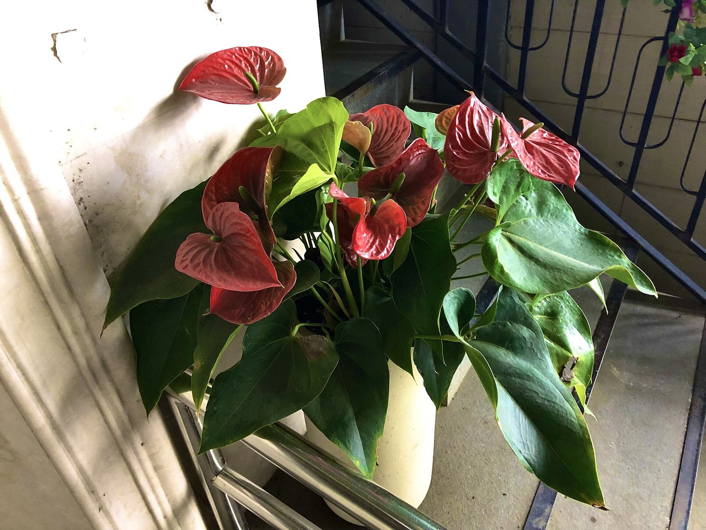 Hồng môn (Anthurium andraeanum)