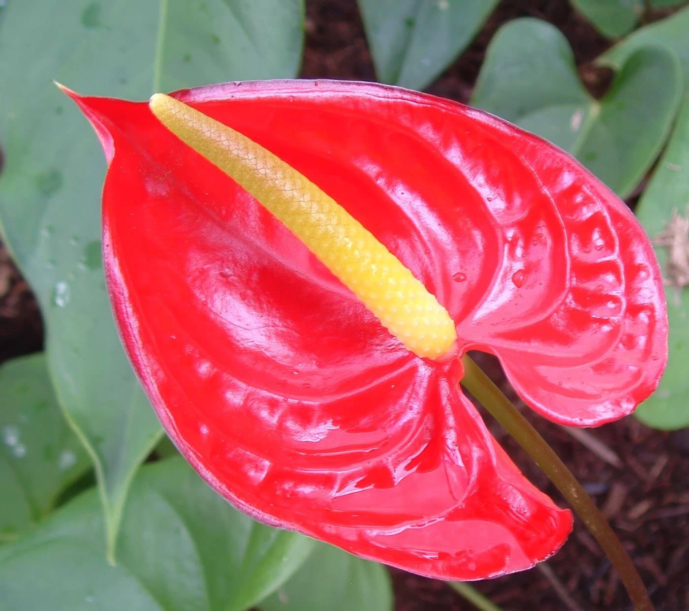 Hồng môn (Anthurium andraeanum)