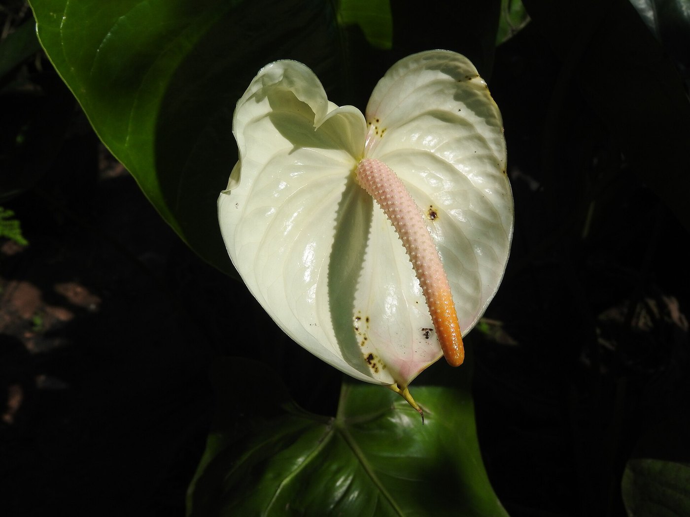 Hồng môn (Anthurium andraeanum)