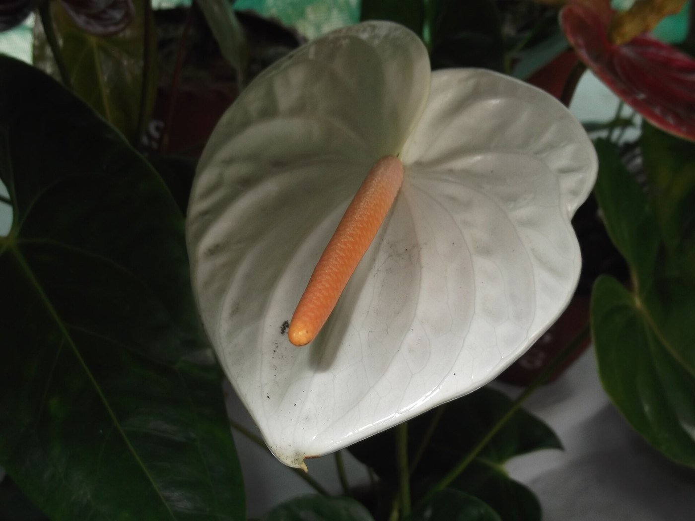 Hồng môn (Anthurium andraeanum)