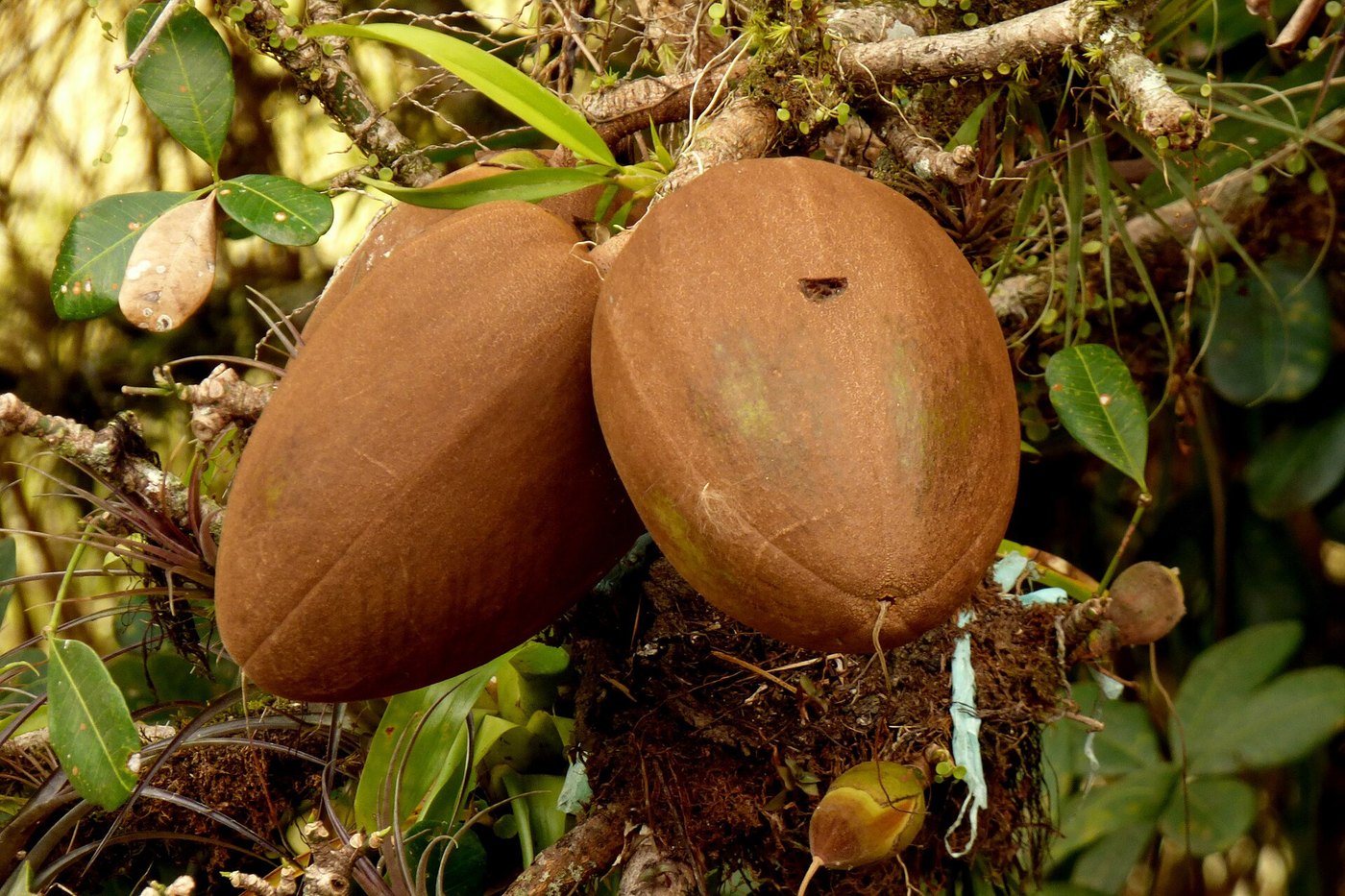 Kim ngân (Pachira aquatica)