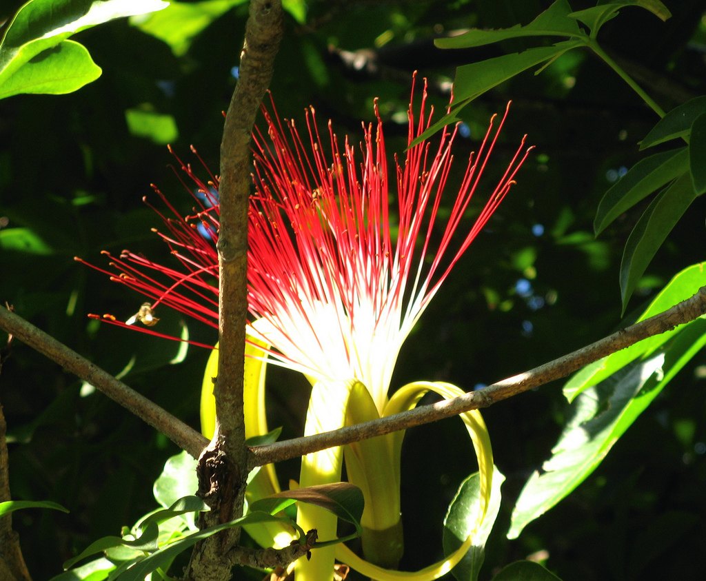 Kim ngân (Pachira aquatica)