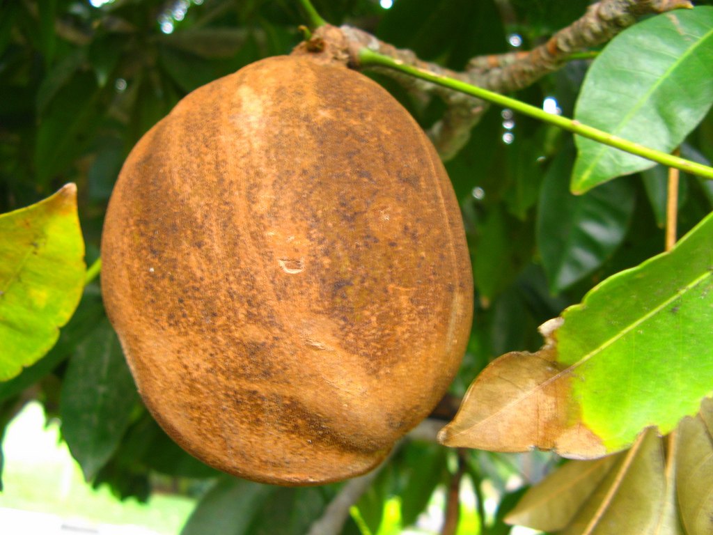Kim ngân (Pachira aquatica)