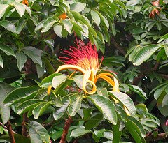 Kim ngân (Pachira aquatica)
