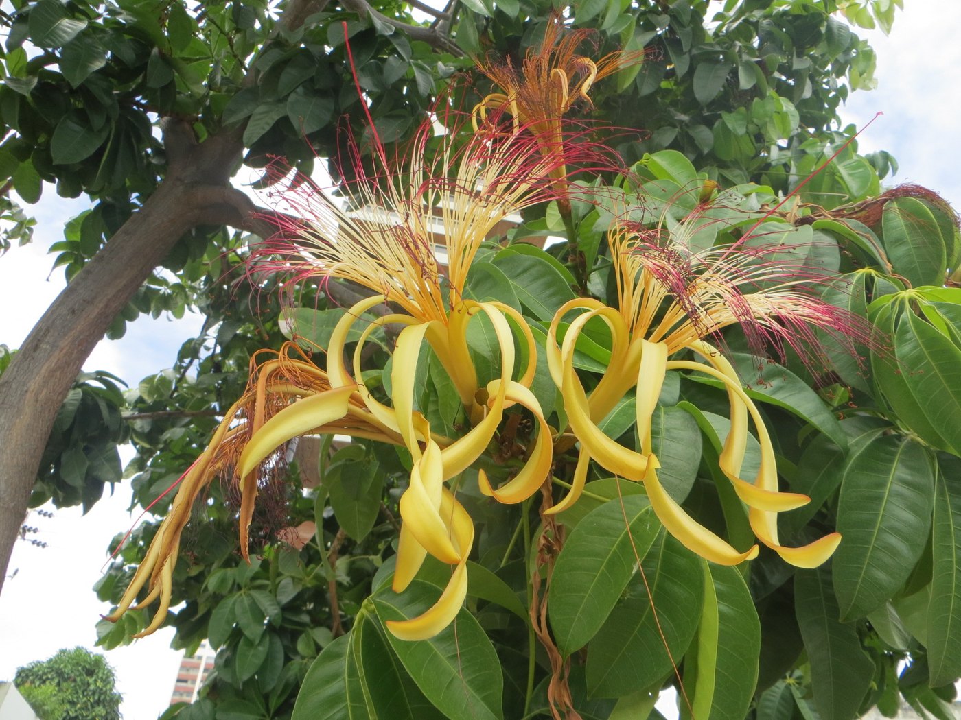 Kim ngân (Pachira aquatica)