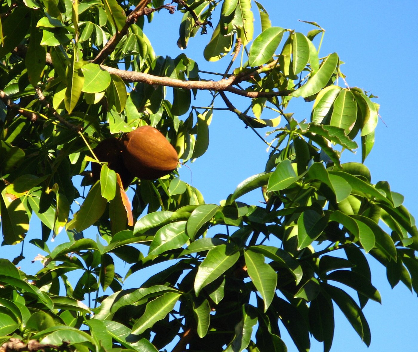 Kim ngân (Pachira aquatica)