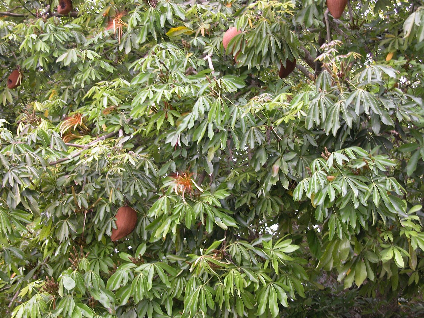 Kim ngân (Pachira aquatica)