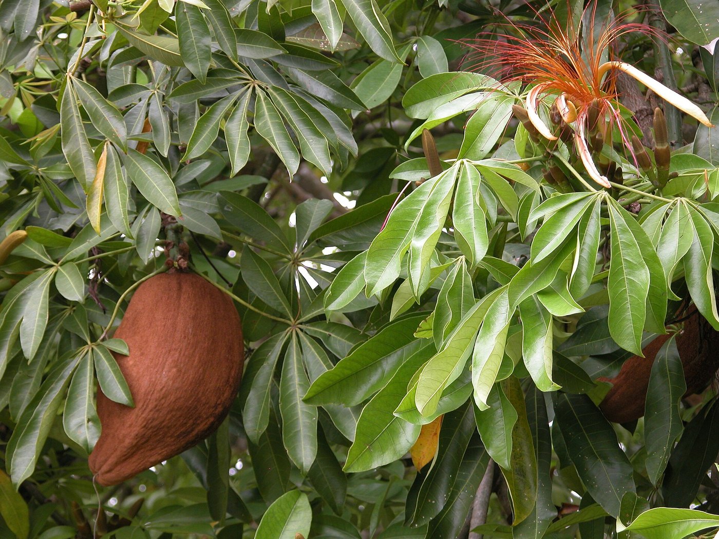 Kim ngân (Pachira aquatica)