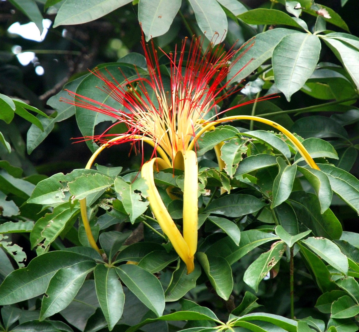 Kim ngân (Pachira aquatica)