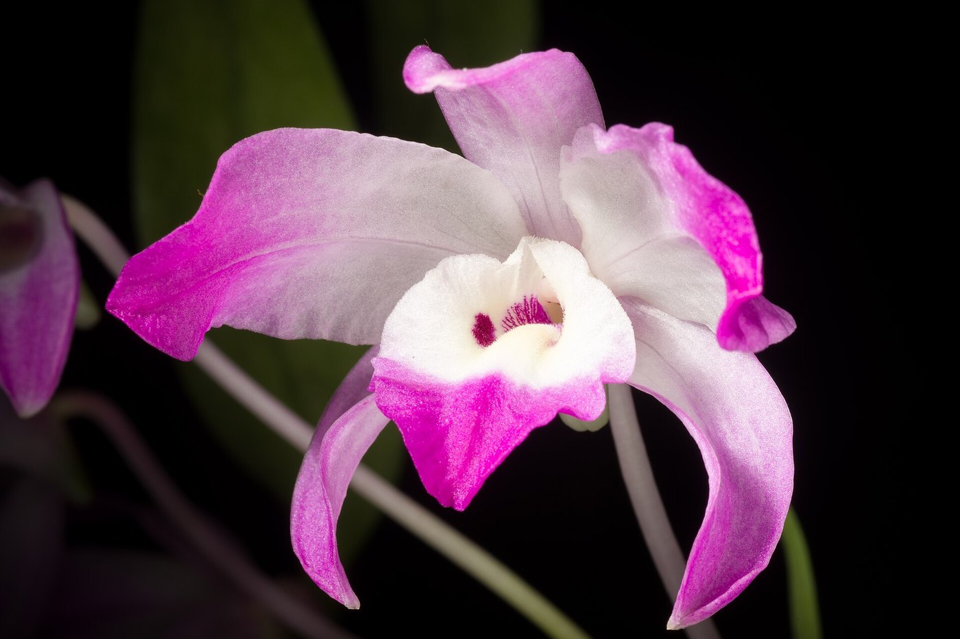Lan hoàng thảo (Dendrobium) — nhóm lan trồng phổ biến