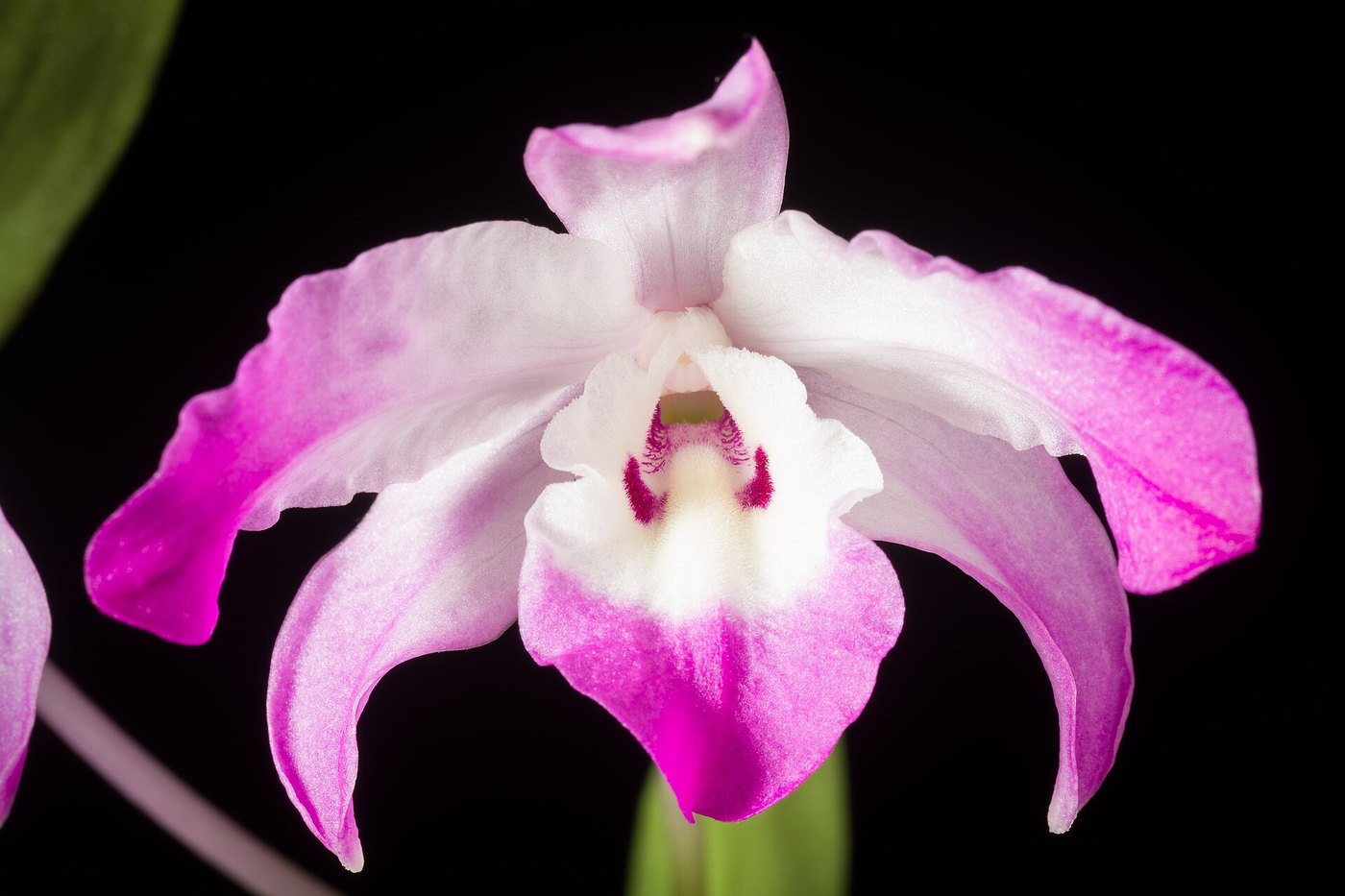 Lan hoàng thảo (Dendrobium) — nhóm lan trồng phổ biến