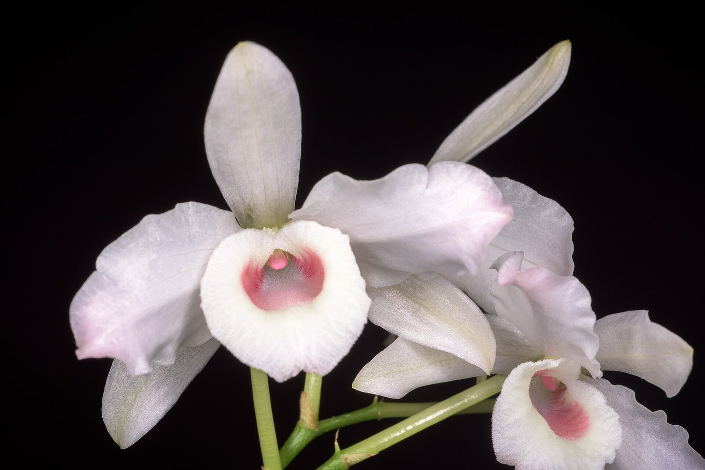 Lan hoàng thảo (Dendrobium) — nhóm lan trồng phổ biến