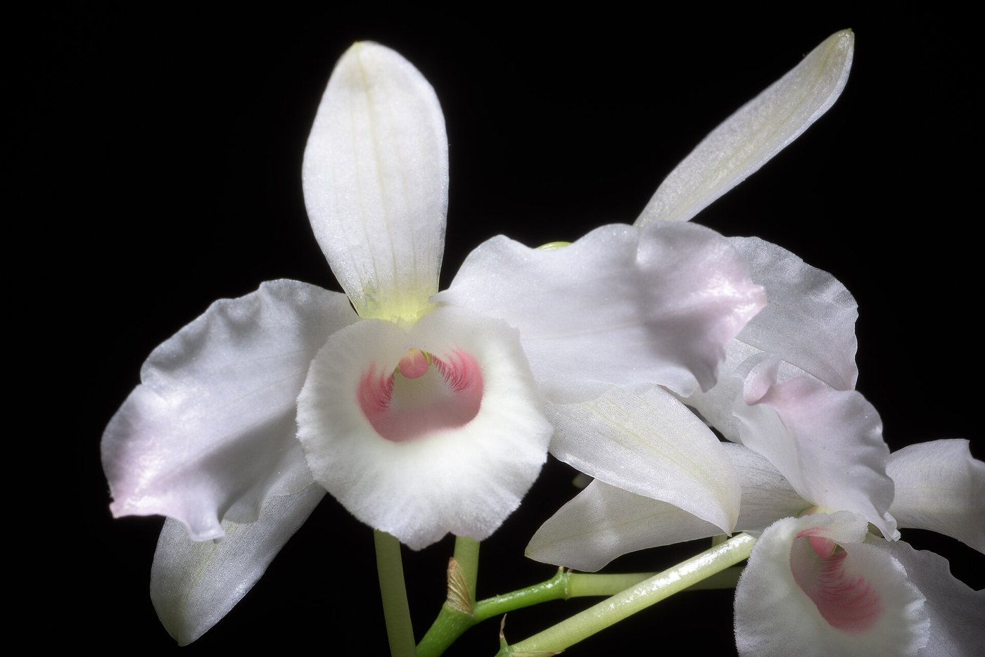 Lan hoàng thảo (Dendrobium) — nhóm lan trồng phổ biến