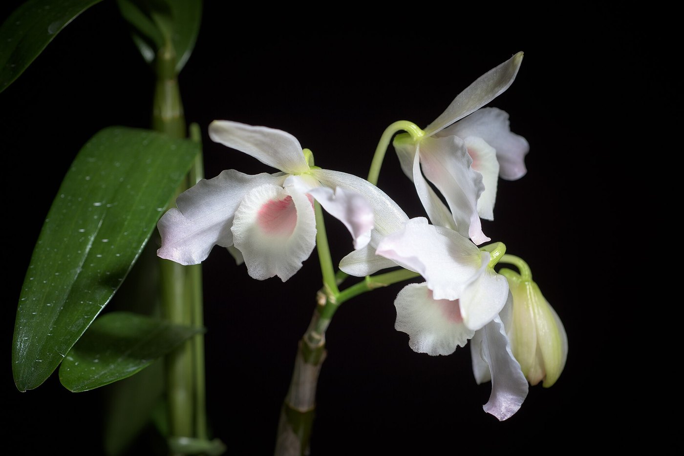 Lan hoàng thảo (Dendrobium) — nhóm lan trồng phổ biến