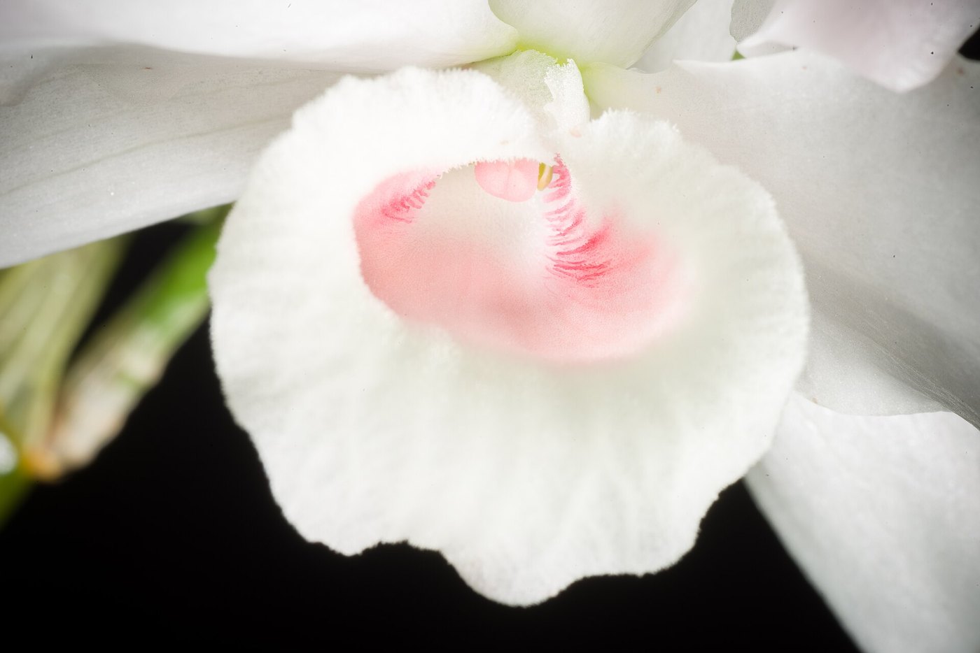Lan hoàng thảo (Dendrobium) — nhóm lan trồng phổ biến