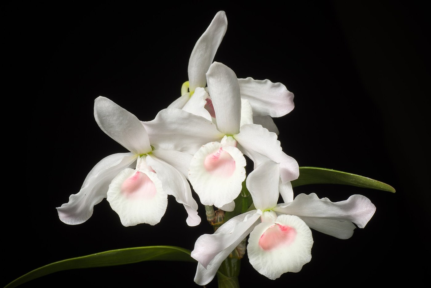 Lan hoàng thảo (Dendrobium) — nhóm lan trồng phổ biến