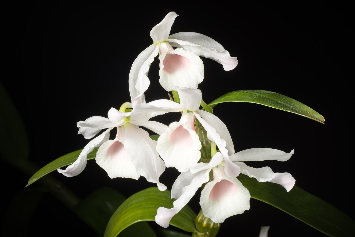 Lan hoàng thảo (Dendrobium) — nhóm lan trồng phổ biến