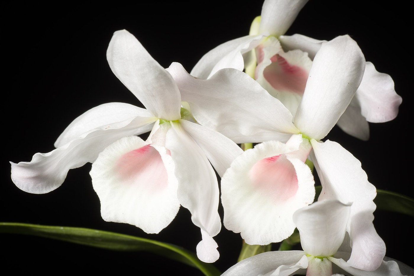 Lan hoàng thảo (Dendrobium) — nhóm lan trồng phổ biến