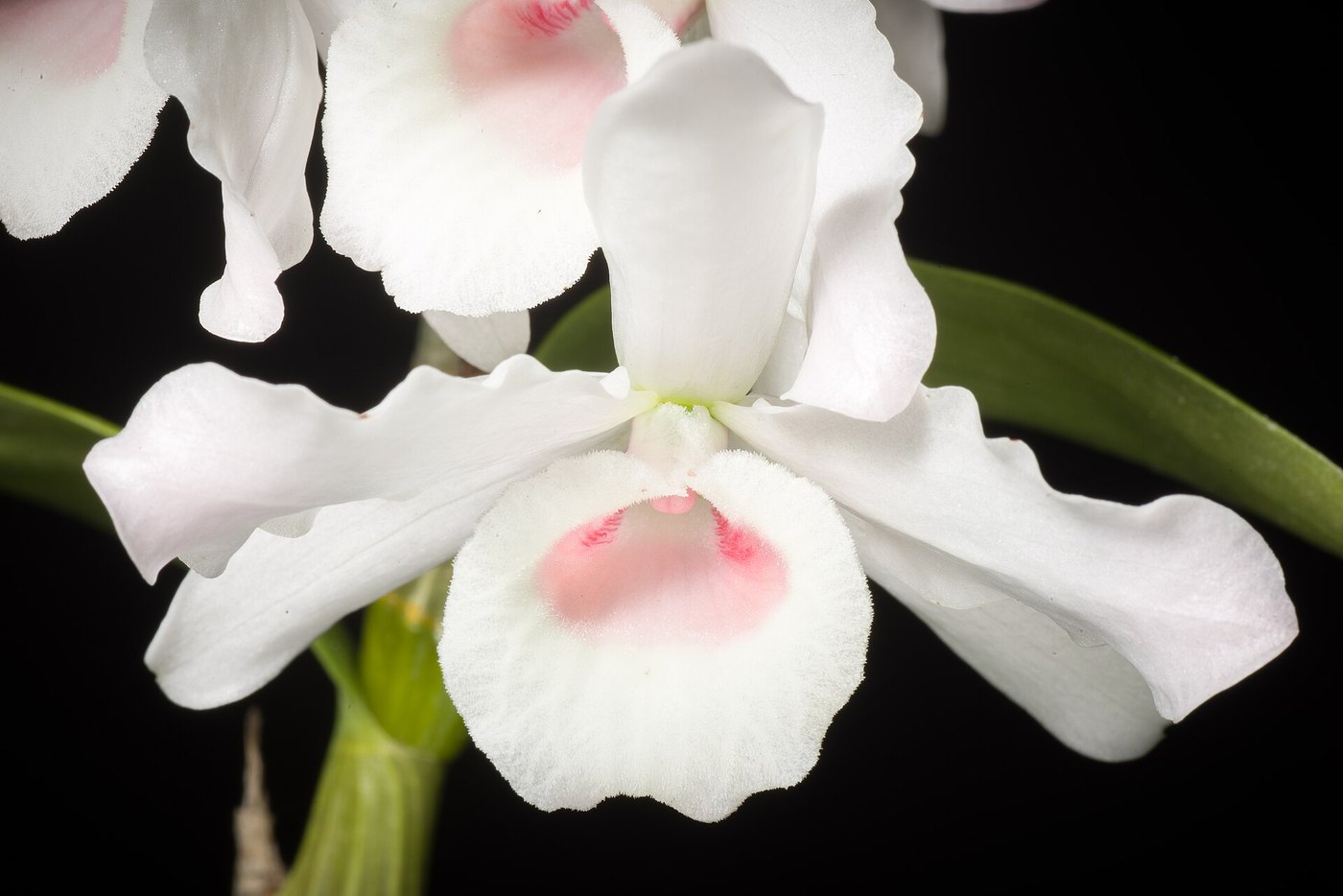 Lan hoàng thảo (Dendrobium) — nhóm lan trồng phổ biến
