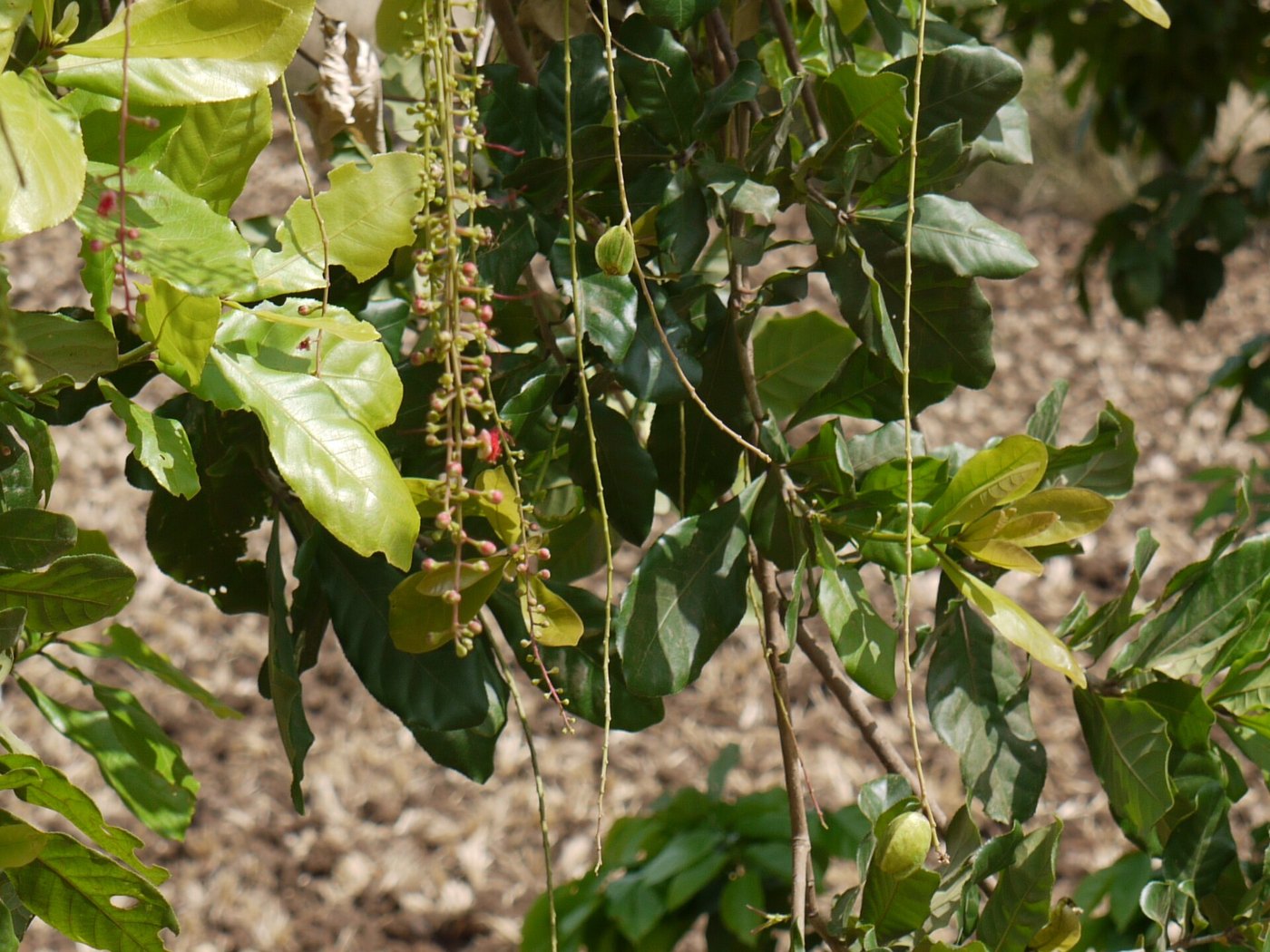 Lộc vừng (Barringtonia acutangula)