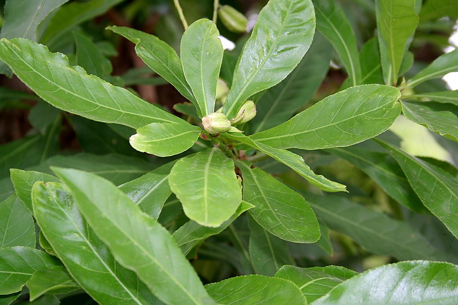 Lộc vừng (Barringtonia acutangula)
