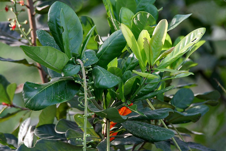 Lộc vừng (Barringtonia acutangula)