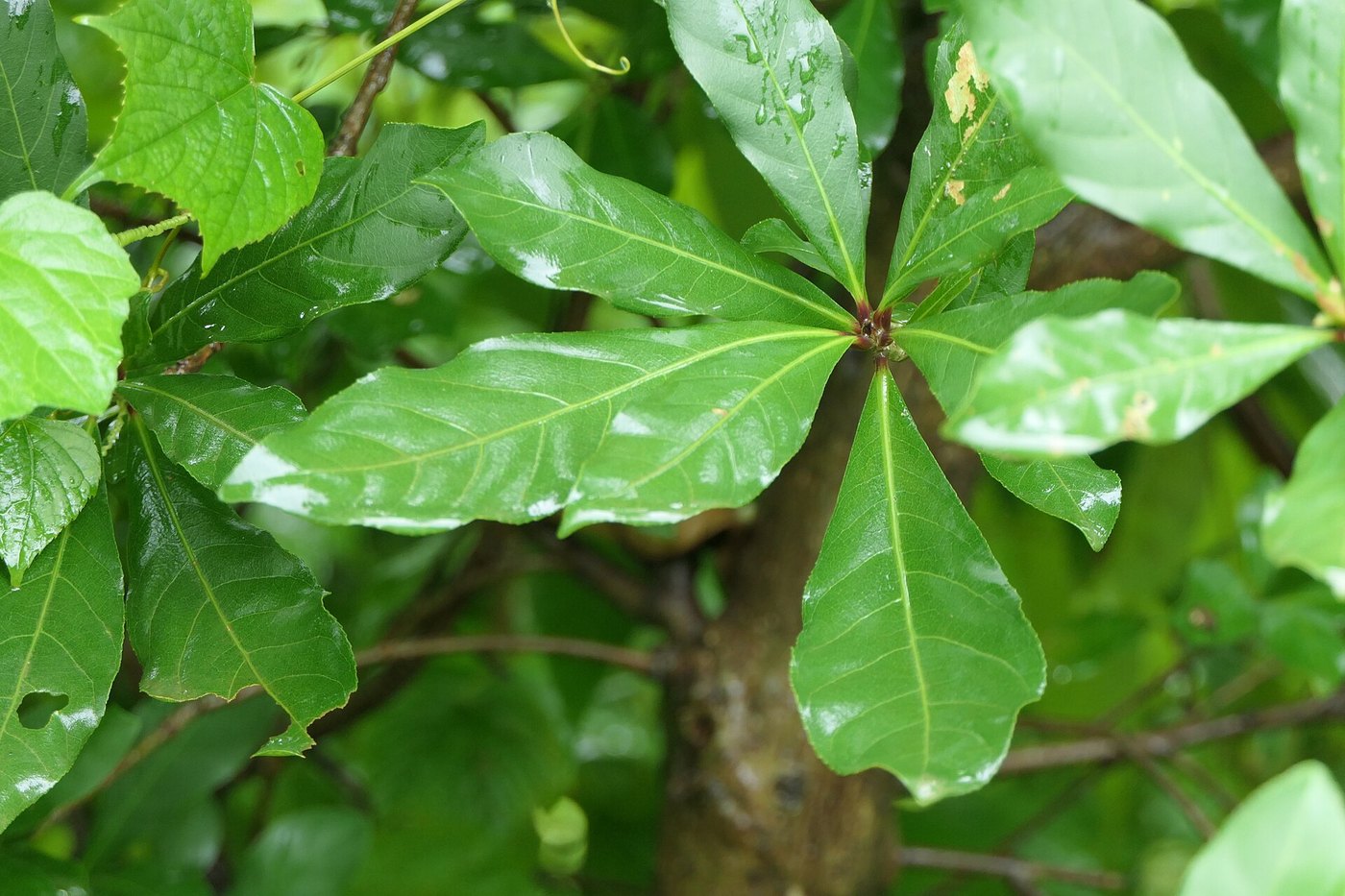 Lộc vừng (Barringtonia acutangula)