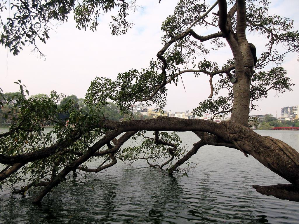 Lộc vừng (Barringtonia acutangula)